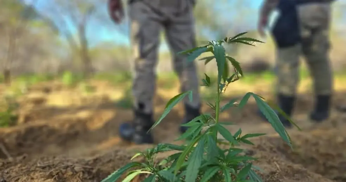 PM destrói mais de 11 mil pés de maconha em cidade no interior da Bahia