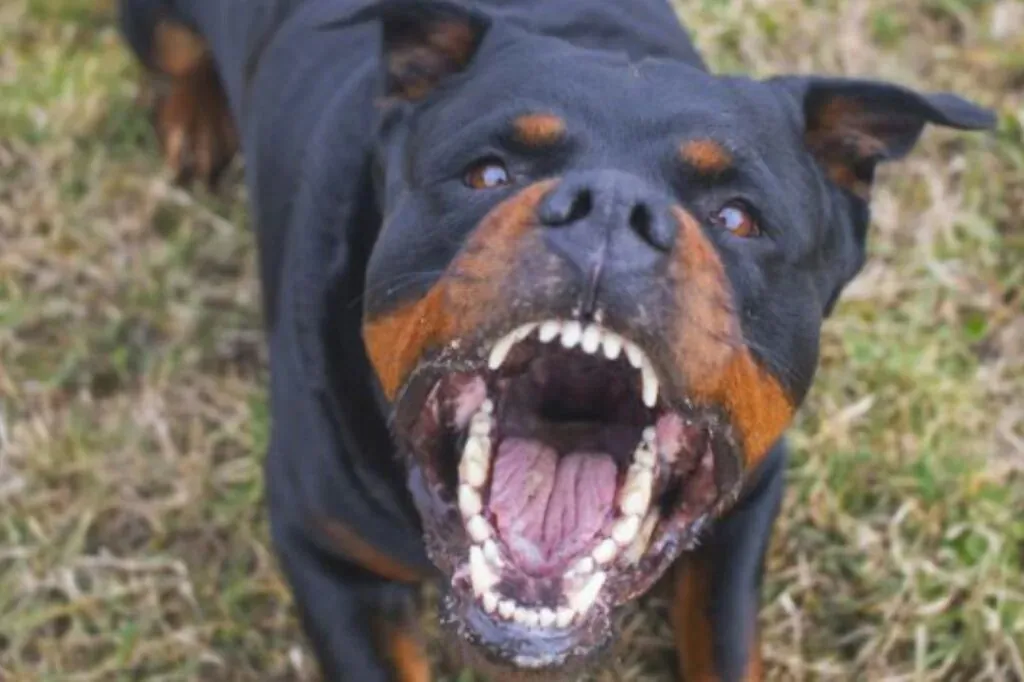 Rotweiller mata homem que estava abusando sexualmente de vira-lata