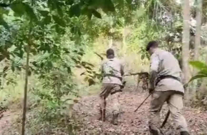 Cães policiais encontram criança desaparecida