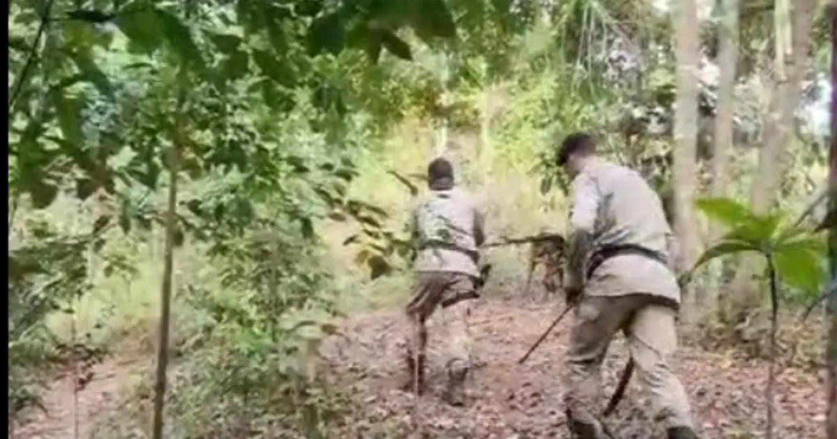 Cães policiais encontram criança desaparecida