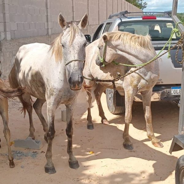 Alagoinhas: mais de 50 animais foram apreendidos em vias públicas este ano