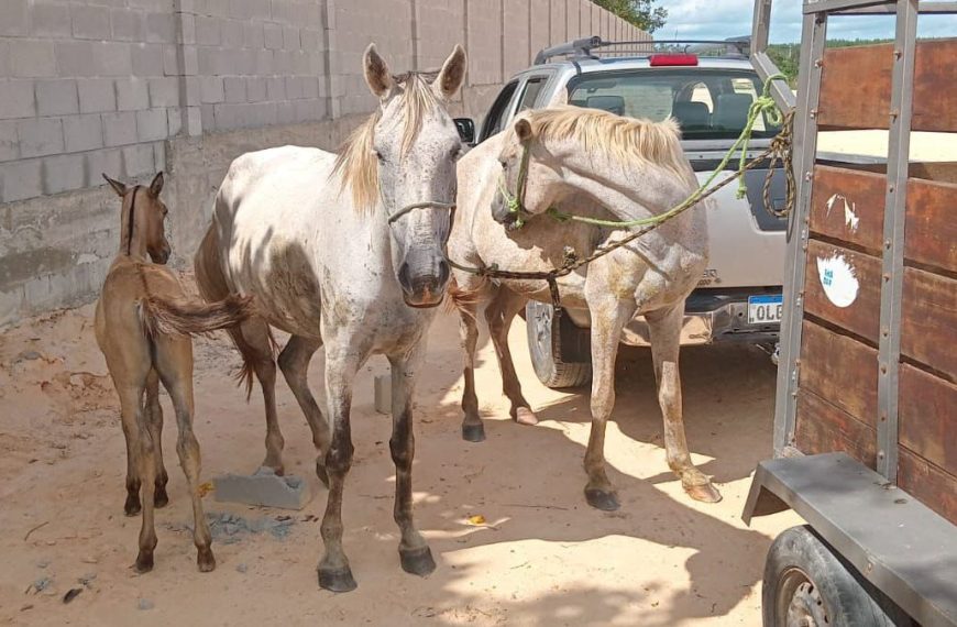 Alagoinhas: mais de 50 animais foram apreendidos em vias públicas este ano