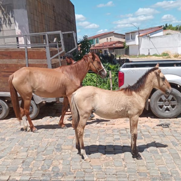 Alagoinhas: nova lei municipal reforça combate à soltura de animais em vias públicas