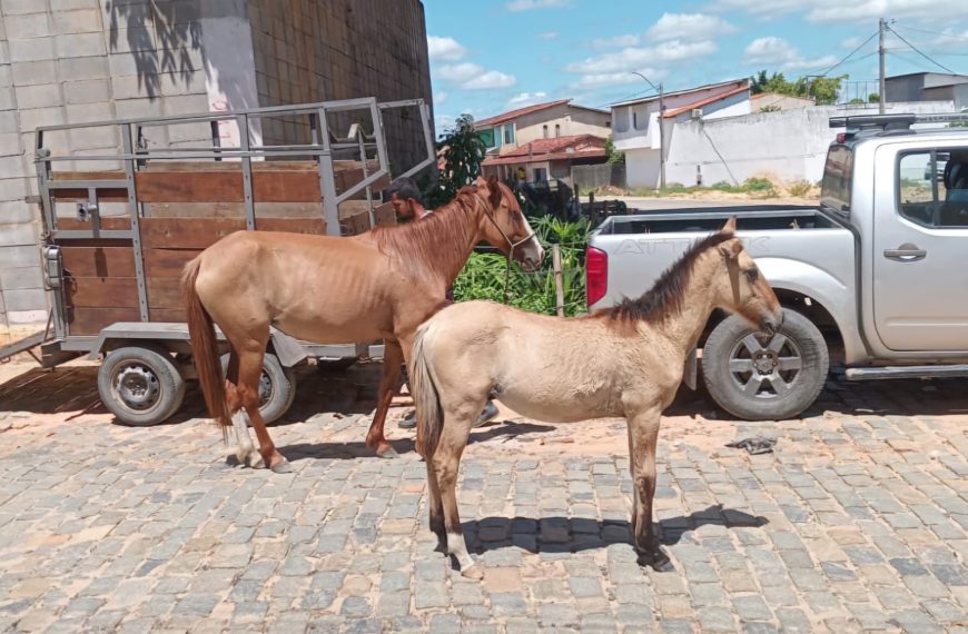 Alagoinhas: nova lei municipal reforça combate à soltura de animais em vias públicas