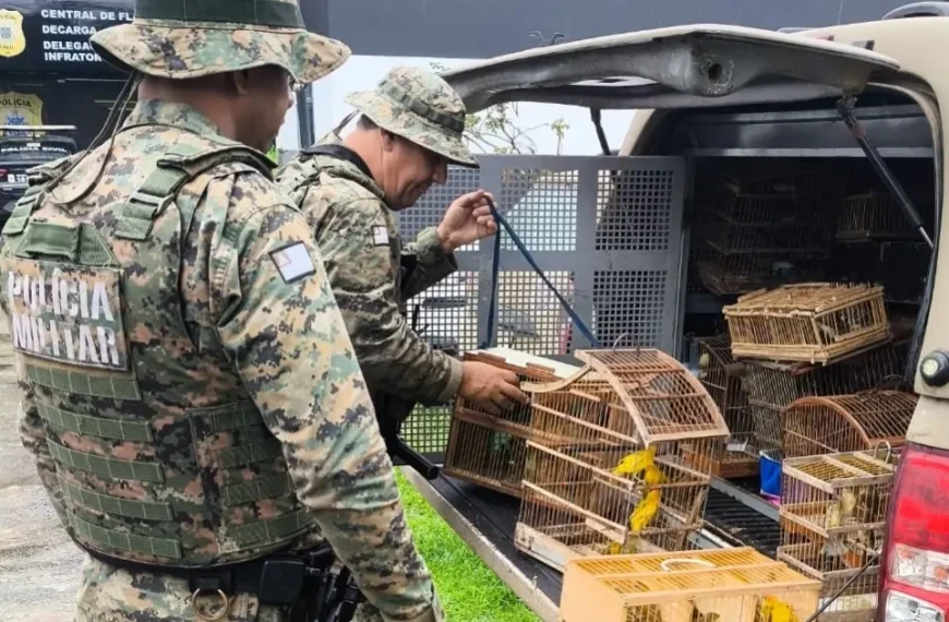 Polícia resgata 150 aves silvestres mantidas em cativeiro ilegal em Feira de Santana