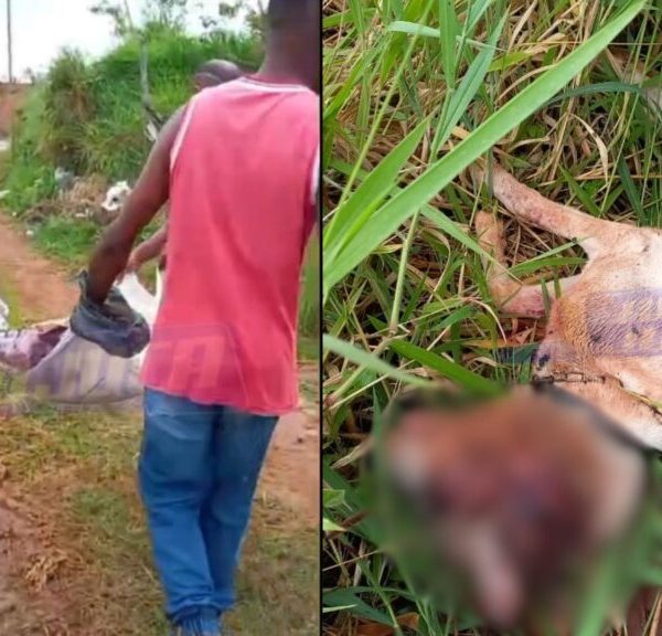 CRUELDADE: homens são flagrados espancando cachorro a pauladas em Vila de Abrantes