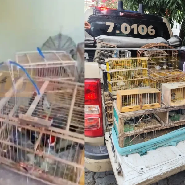Operação da COPPA resgata 277 pássaros no Recôncavo e em Feira de Santana