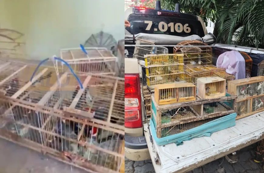 Operação da COPPA resgata 277 pássaros no Recôncavo e em Feira de Santana