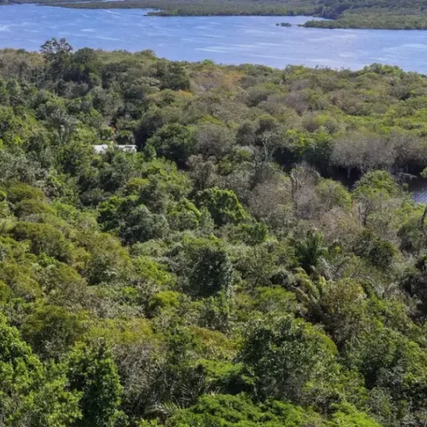 Amazônia perdeu 52 milhões de hectares de vegetação nativa em 40 anos, aponta MapBiomas