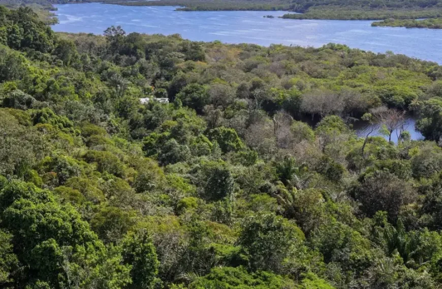 Amazônia perdeu 52 milhões de hectares de vegetação nativa em 40 anos, aponta MapBiomas