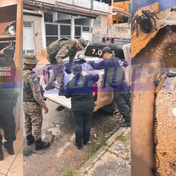 Tarântulas, escorpiões e lacraias: Operação da PF apreende mais de 200 animais em Salvador