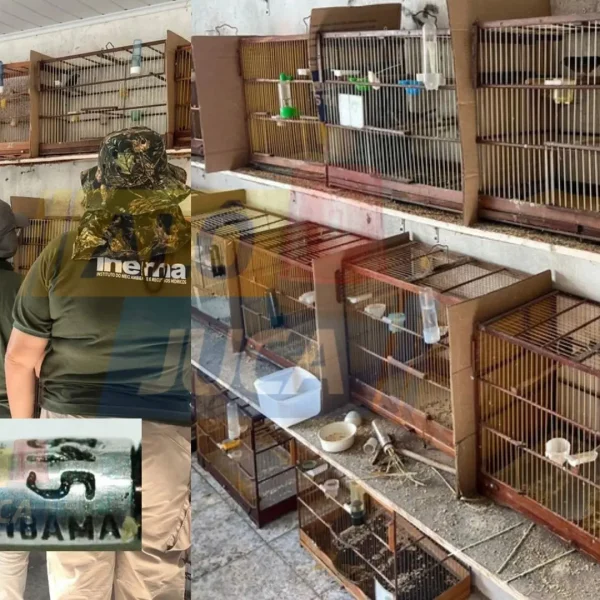 ANILHAS ILEGAIS: mais de 30 aves silvestres são resgatadas do tráfico em Salvador; PF investiga comercialização irregular