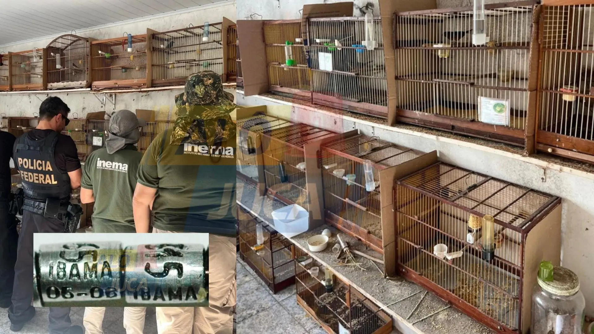 ANILHAS ILEGAIS: mais de 30 aves silvestres são resgatadas do tráfico em Salvador; PF investiga comercialização irregular