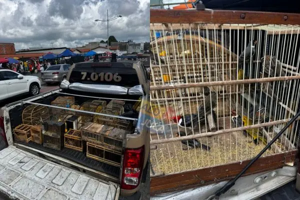 TRÁFICO DE ANIMAIS: PM apreende 55 aves silvestres à venda de forma ilegal em Simões Filho