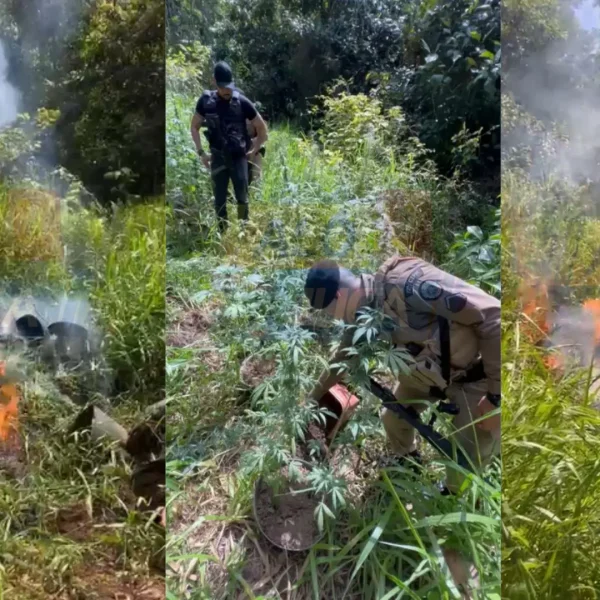 MACONHA INCINERADA: PM encontra 160 pés da droga em fazenda de Itacaré; suspeito foge pela mata