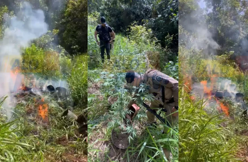 MACONHA INCINERADA: PM encontra 160 pés da droga em fazenda de Itacaré; suspeito foge pela mata