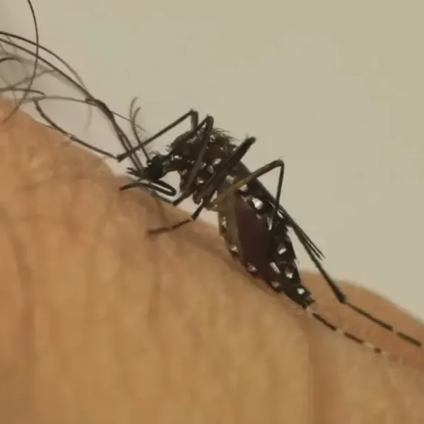 Dengue deve atingir 1,8 milhão de brasileiros em 2026 com metade das infecções em SP