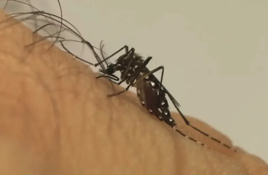 Dengue deve atingir 1,8 milhão de brasileiros em 2026 com metade das infecções em SP