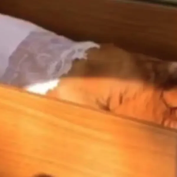 Projeto que autoriza sepultamento de cães e gatos em jazigos de tutores é aprovado em São Paulo