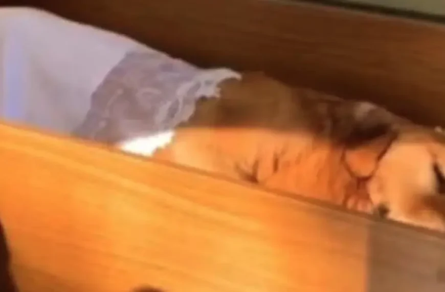 Projeto que autoriza sepultamento de cães e gatos em jazigos de tutores é aprovado em São Paulo