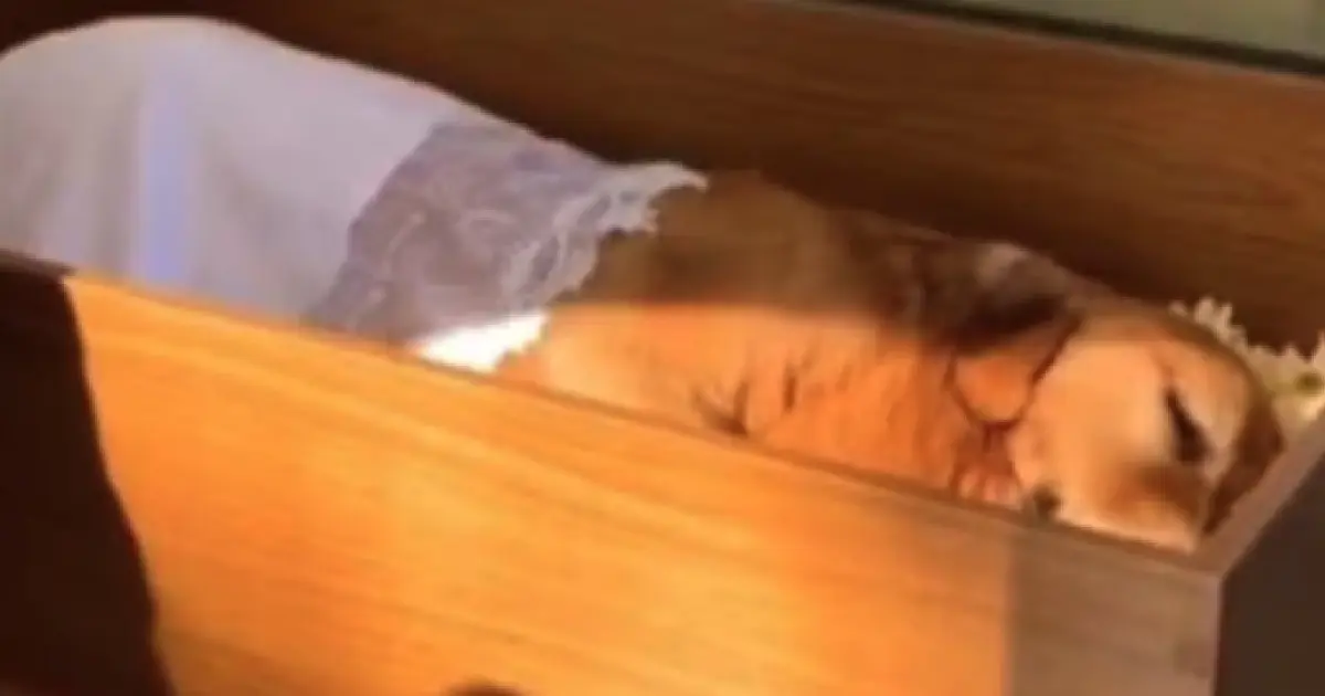 Projeto que autoriza sepultamento de cães e gatos em jazigos de tutores é aprovado em São Paulo