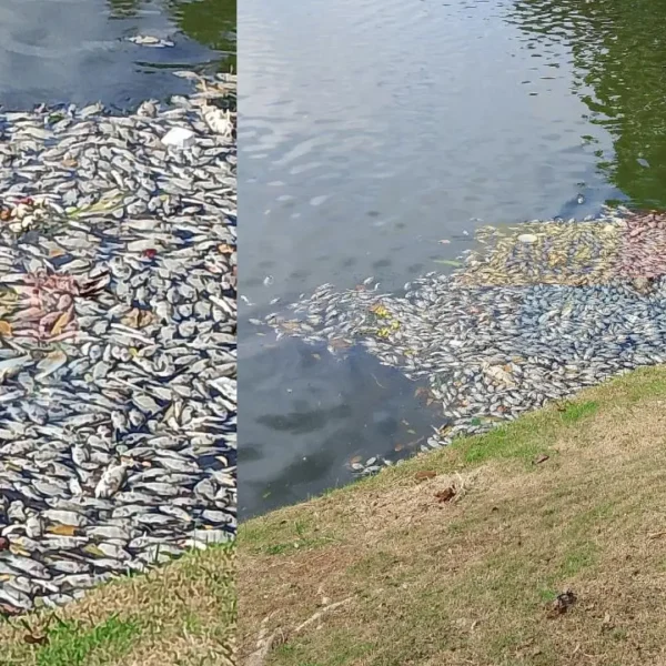 O QUE ACONTECEU? Peixes mortos e mau cheiro chamam atenção no Dique do Tororó