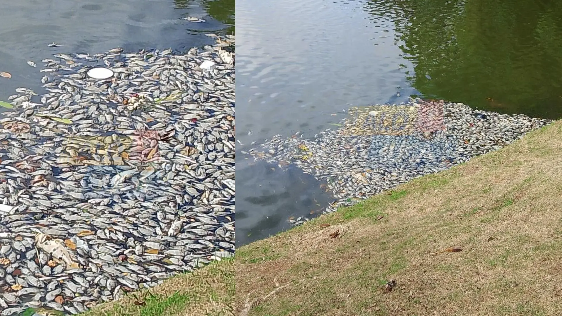 O QUE ACONTECEU? Peixes mortos e mau cheiro chamam atenção no Dique do Tororó