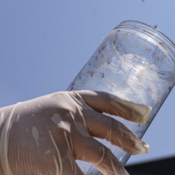 Casos de arboviroses diminuem na Bahia nas primeiras semanas de 2026