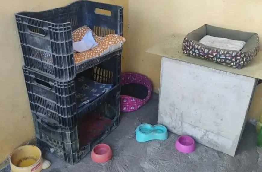 Moradores denunciam maus tratos em condomínio de Feira de Santana após gatos serem encontrados mutilados e mortos