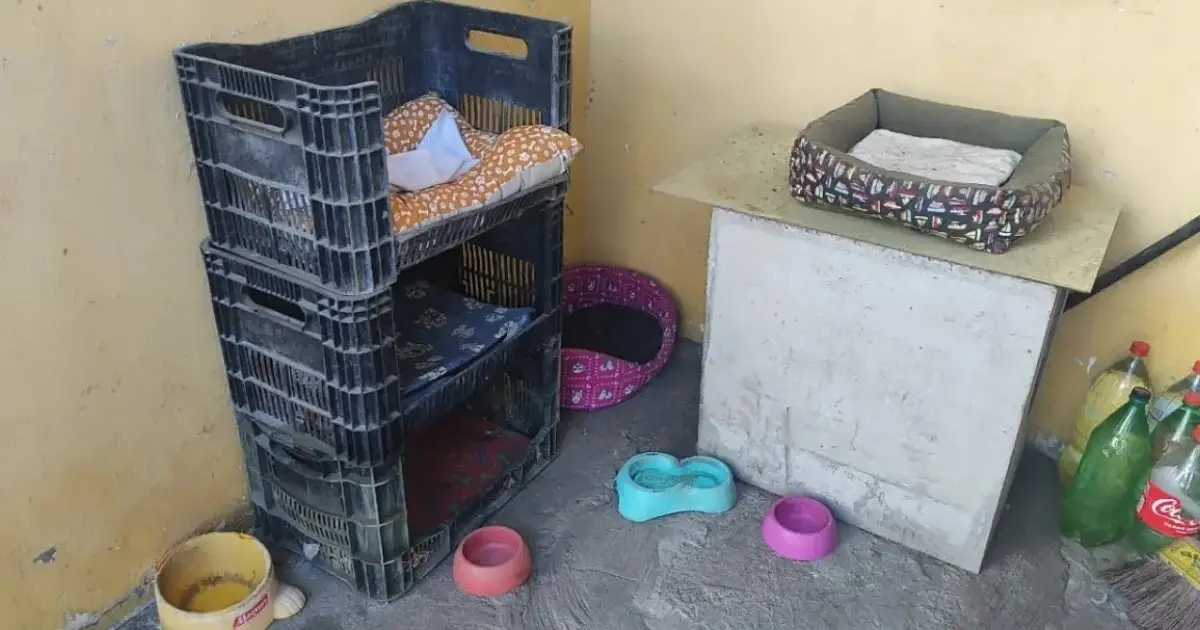 Moradores denunciam maus tratos em condomínio de Feira de Santana após gatos serem encontrados mutilados e mortos